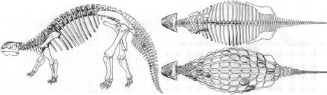 Ankylosaurus skeletal reconstruction by Barnum Brown, 1908